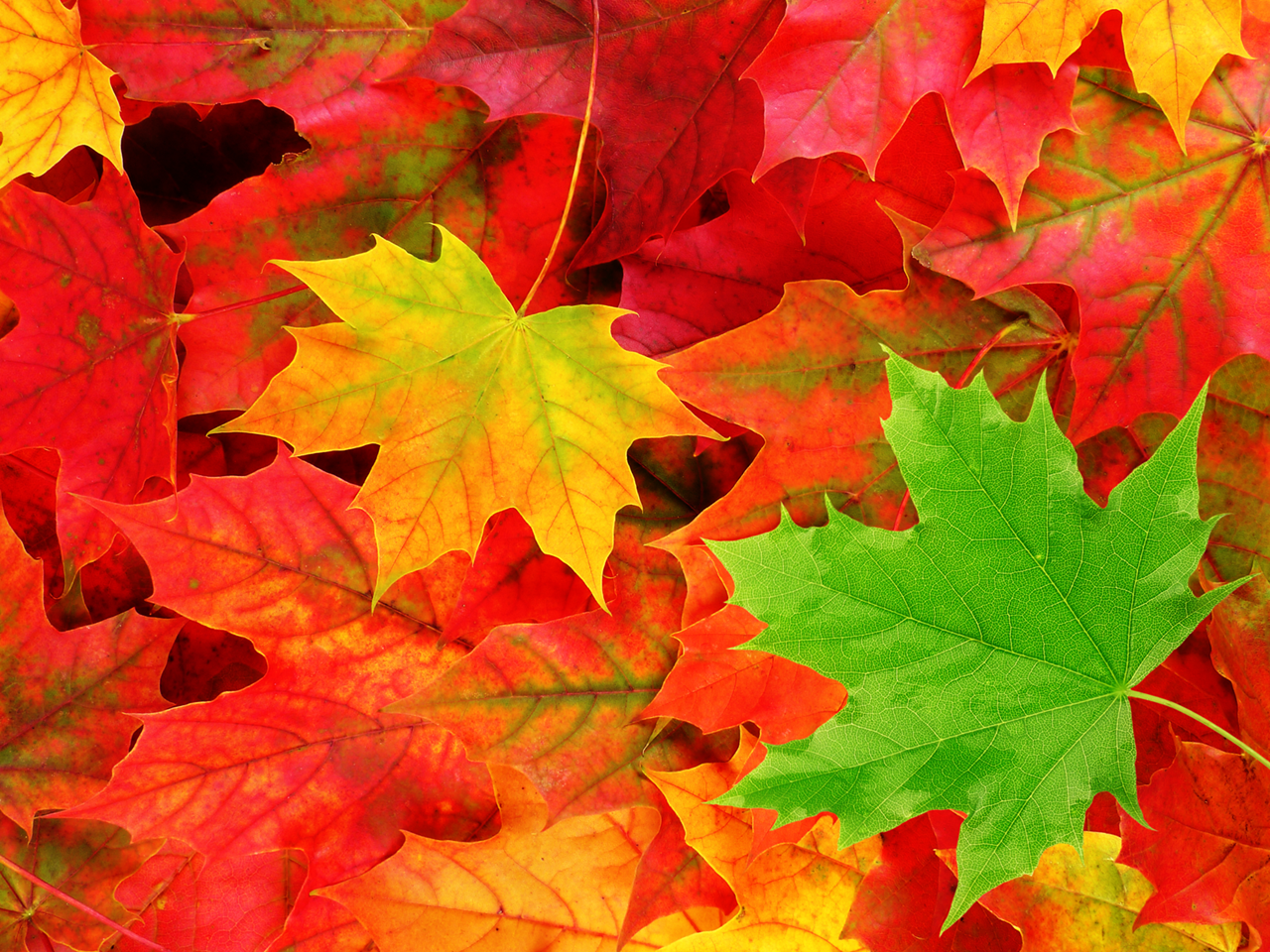 fall-leaves-background-3.jpg